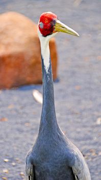 red-headed Crane in a park - Kostenloses image #330305